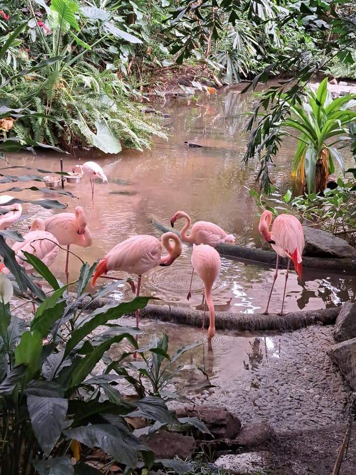  tropical island.jpg