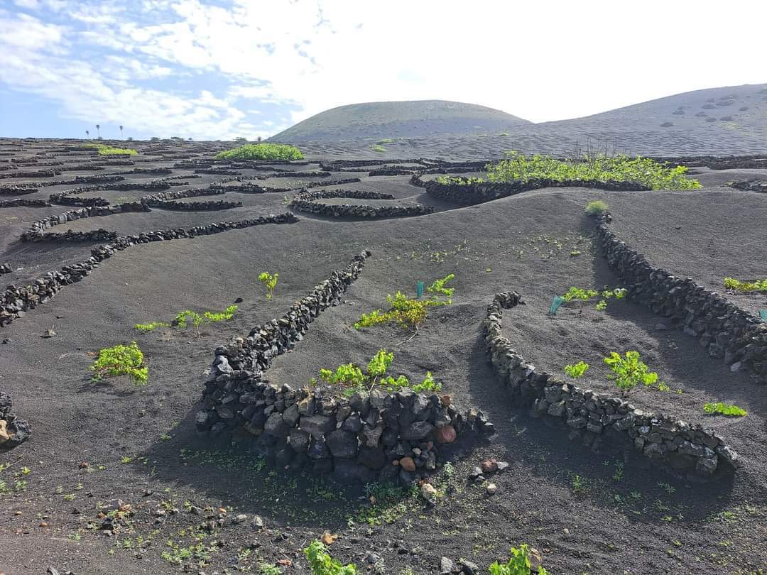  delfin-travel (2).jpeg